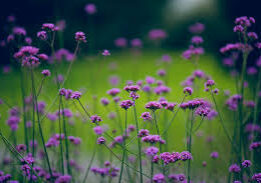 Verbena flower background